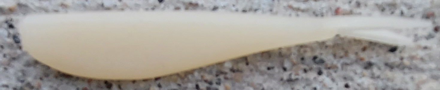 jerk shad baby bone
